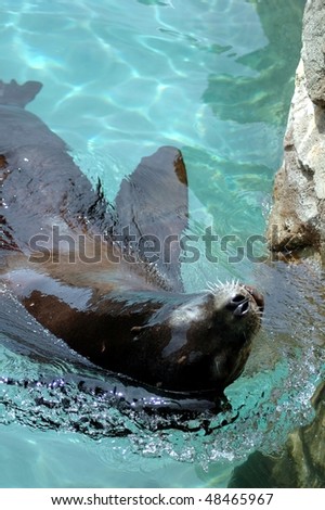 Sea Lion-Buffalo Zoo-Buffalo.N.Y.