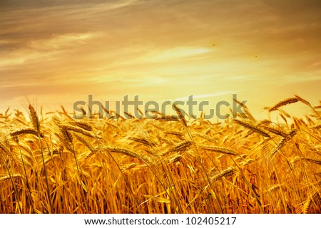 Ripe Wheat At Sunset. Landscape.