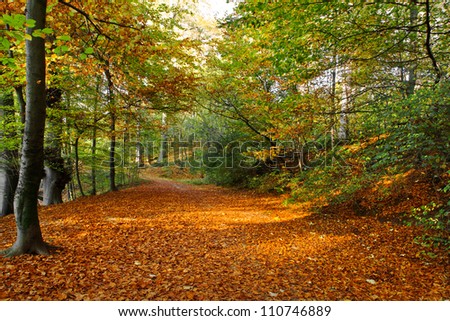 Path in the autumn park. Autumn Landscape. Park in Autumn. Forest  in Autumn. Dry leaves in the foreground.