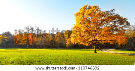 Panorama. Lonely Beautiful Autumn Tree. Autumn Landscape.