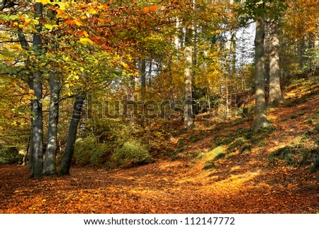 Landscape with the autumn forest. Sunny autumn day.