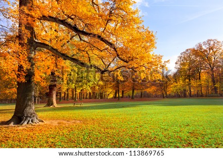Autumn Landscape. Park in Autumn. Forest  in Autumn. Lonely beautiful autumn tree. Old tree.