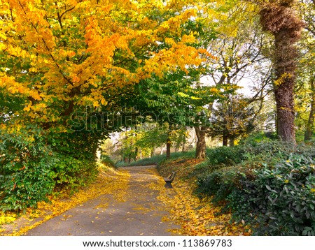 Path in the autumn park. Autumn Landscape. Park in Autumn. Forest  in Autumn. Dry leaves in the foreground. Glowing passage in the trees.