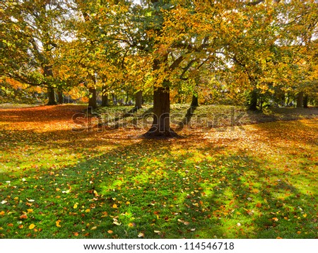 Autumn Landscape. Park in Autumn. Landscape with the autumn forest. Dry leaves in the foreground. Lonely beautiful autumn tree.