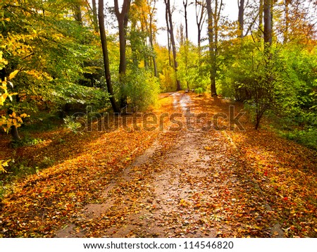 Road in the autumn park. Autumn Landscape. Park in Autumn. Forest  in Autumn. Dry leaves in the foreground.