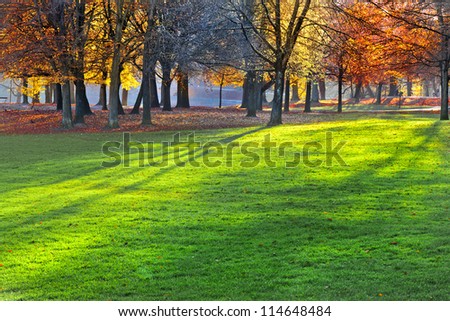 Autumn Landscape. Park in Autumn. Landscape with the autumn forest. Dry leaves in the foreground. Lonely beautiful autumn tree.