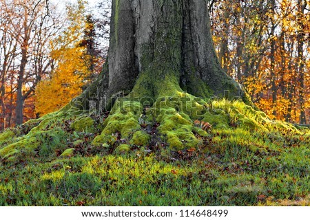 Landscape with the autumn forest. Strong roots of old trees. Autumn leaves are dry. Lonely beautiful autumn tree.