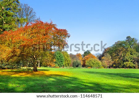 Autumn Landscape. Park in Autumn. Landscape with the autumn forest. Dry leaves in the foreground. Lonely beautiful autumn tree