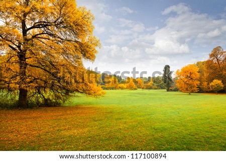 Panorama. Lonely beautiful autumn tree. Autumn landscape.