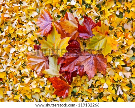 Autumn leaves. Abstract background. Colorful autumn leaves.