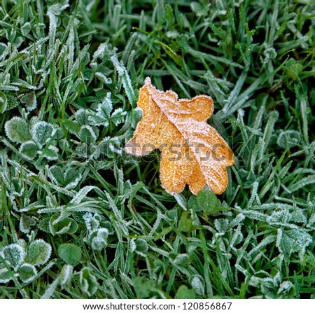 Autumn leaf covered with frost. Beginning of winter.
