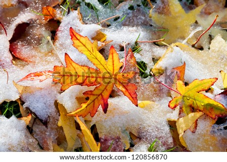 Frozen autumn leaf. Beginning of winter. Autumn leaf covered with frost.