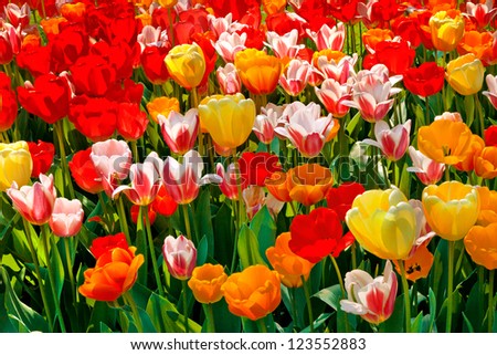 A carpet of multi-colored tulips. Abstract background.