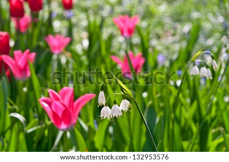 Tulips and lilies of the valley. Floral pattern.  Panorama. Spring landscape.