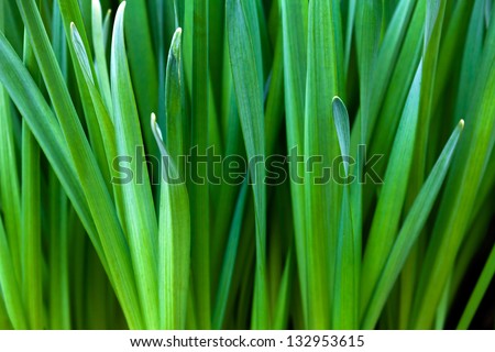 Narciso sprouts leaves. Floral patterns. Floral background.