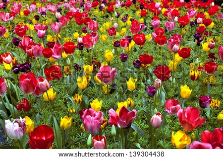 Floral pattern. Red, yellow, maroon tulips. Spring landscape.