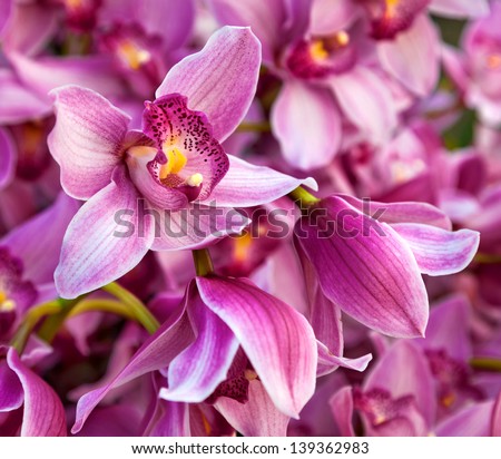 Purples bouquet of orchids. Floral pattern. Abstract background.