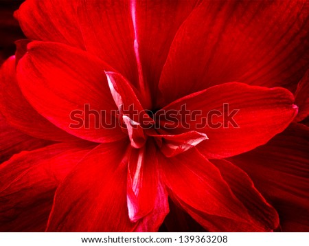 Red lily flower. Abstract background. Close-up.