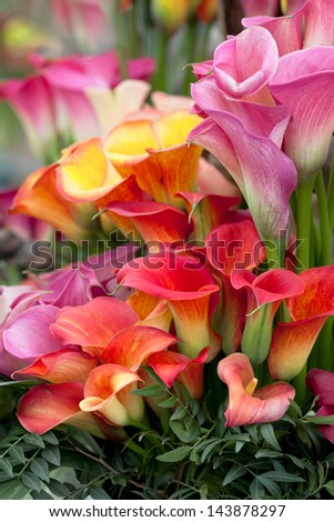 Bouquet of multicolored calla lilies. Floral pattern. Close-up. Abstract background.