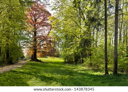 Branches and trunk of trees in spring. Spring landscape. Park.