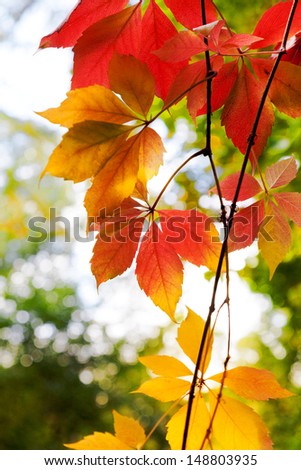 Bright red leaves of wild grapes close-up. Vertical frame. Autumn background. Against the background of greenery.