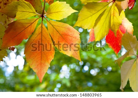 Bright red leaves of wild grapes close-up. Vertical frame. Autumn background. Against the background of greenery.