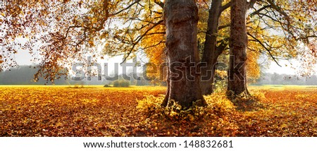 Beautiful autumn trees. Park in Autumn. Panorama. Autumn Forest.  Old trees. Beautiful autumn tree.