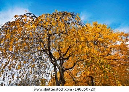 The bright colors of autumn trees. Yellow leaves of Japanese cherry on a background of blue sky.