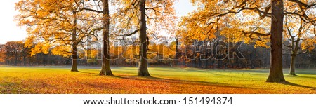 The Bright Colors Of Autumn Trees. Dry Leaves In The Foreground. Autumn Landscape. Panorama.
