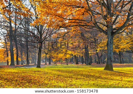 Autumn Landscape. Park in Autumn. Landscape with the autumn forest. Lonely beautiful autumn tree.