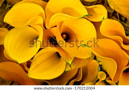Bouquet of yellow calla lilies. Floral pattern.