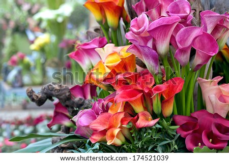 Bouquet of beautiful callas lilies. Floral pattern.