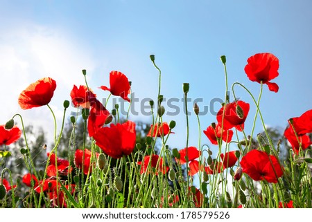 Red poppies on summer meadow. Summer landscape.