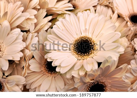 A bouquet of gerberas. Floral background. Floral pattern.