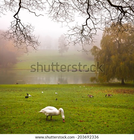 Autumn Landscape. Park in Autumn. The bright colors of autumn in the park by the lake. Fog.