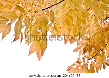The bright colors of autumn trees. Yellow leaves on a white background.
