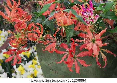 Beautiful red gloriosa flowers. Exotic blossoms in the garden.