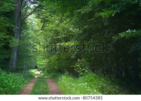 Forest Road in the summer. Sunny Forest Path.