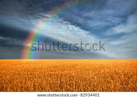 Yellow grain ready for harvest growing in a farm field. The storm sky. Rainbow.