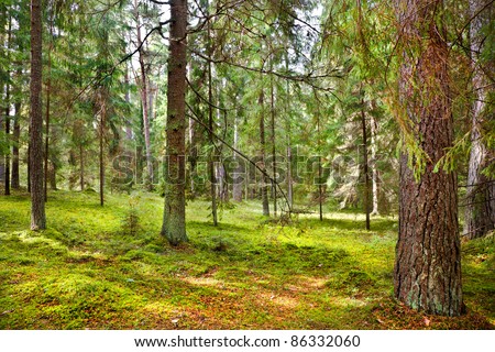 Fairy Forest. Natural Forest.