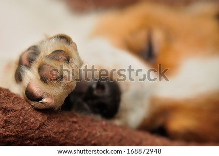 A puppy\'s paw with shallow depth of field