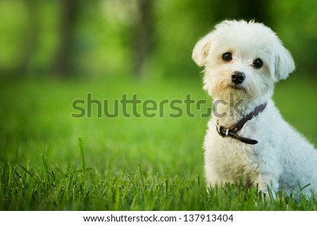 cute maltese dog sitting in grass