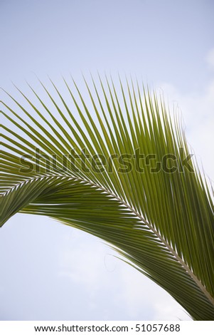 palm abstract