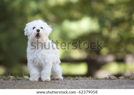 maltese dog barking
