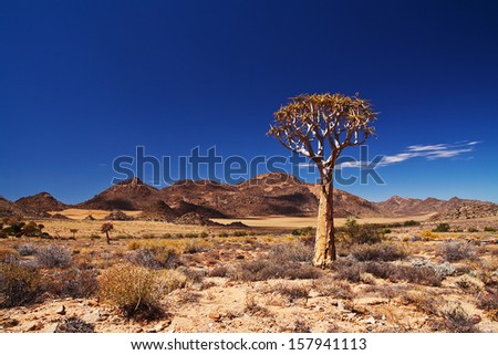 Quiver tree in the Northern Cape, South Africa