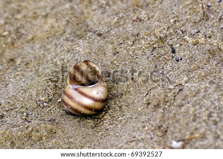 empty water snail shell on coarse sand
