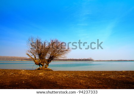 lonely tree near water on blue sky and dry land