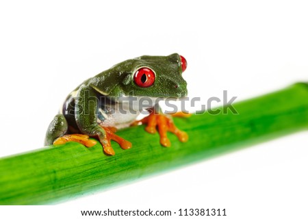 Green Frog with red eye.