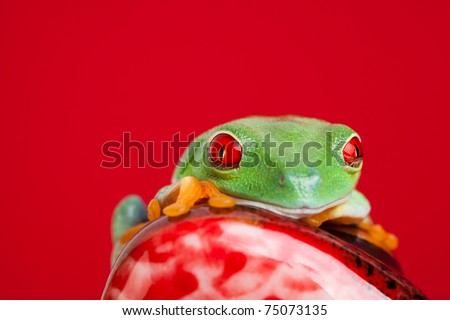 Green frog over red background