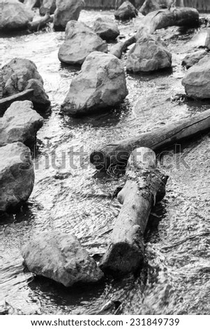 Water flowing among tree trunks and stones - black and white.
